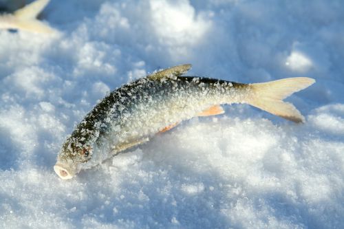 bigstock-frozen-fish-on-ice-winter-fis-15545243-500x333